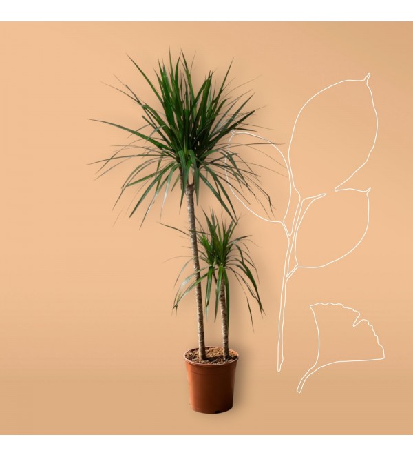 2li Dracena Marginata (130cm)